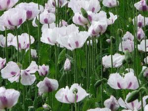 Poppies - close up