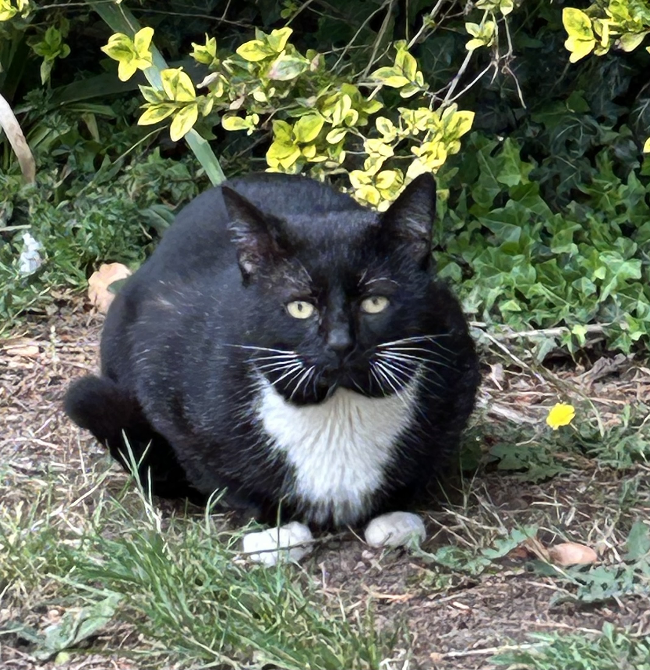 Stray Black & White Male Cat